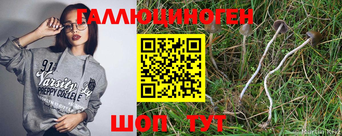 Псилоцибиновые грибы Cubensis  купить   Гусиноозёрск  Вход с VPN  Псилоцибиновые грибы Psilocybine cubensis 